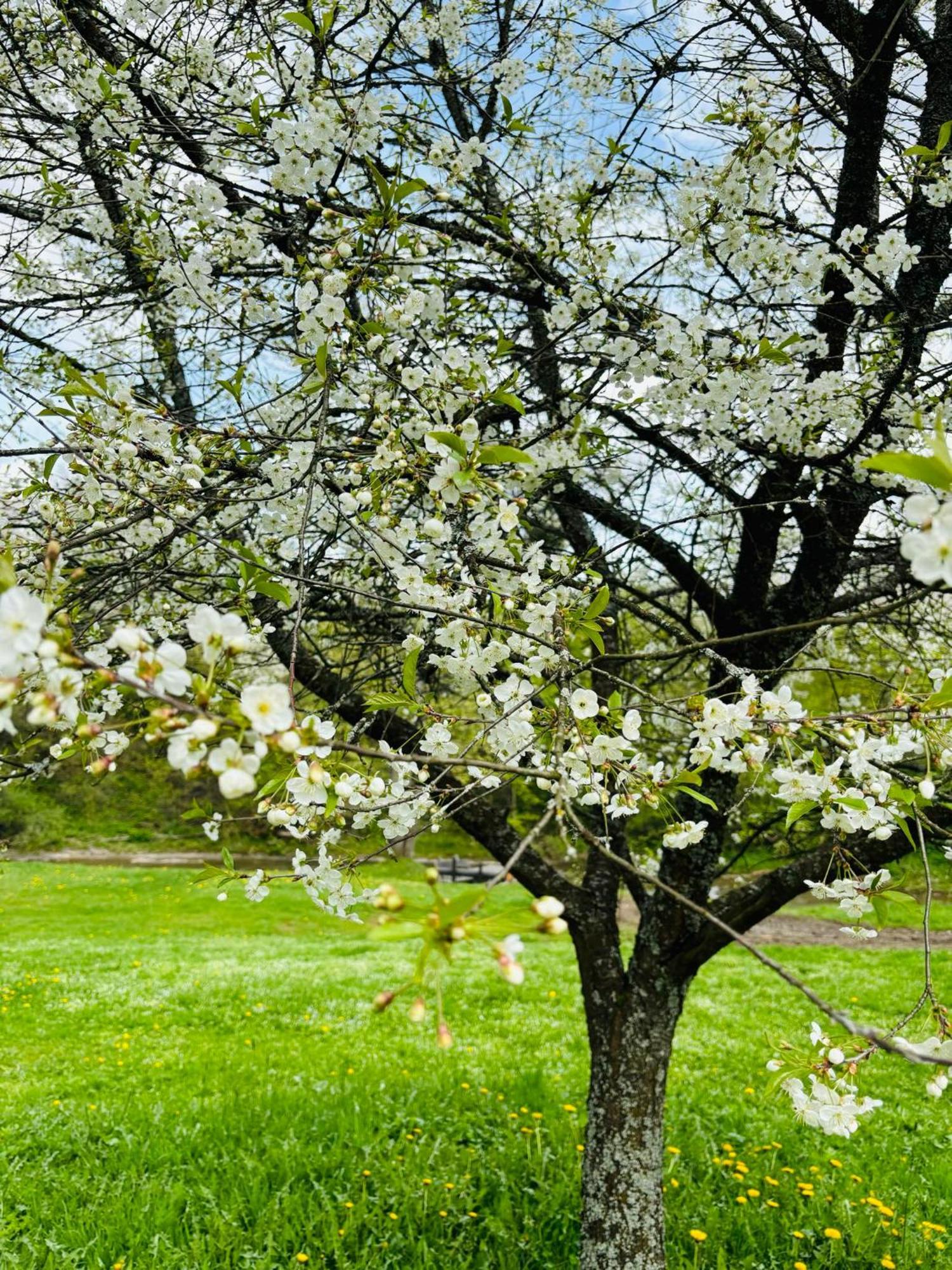 Chatka Wagabundy Wola Michowa 외부 사진